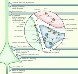 GABA Neurotransmitter Neuroplasticiteit